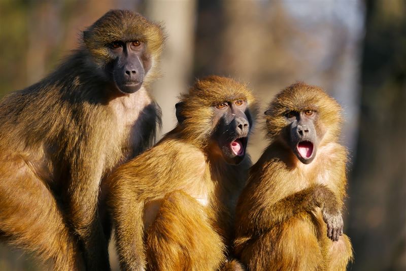 台灣新聞通訊社-動物園「猴子集體暴斃」原因找到了！恐怖傳染病「人畜共通」