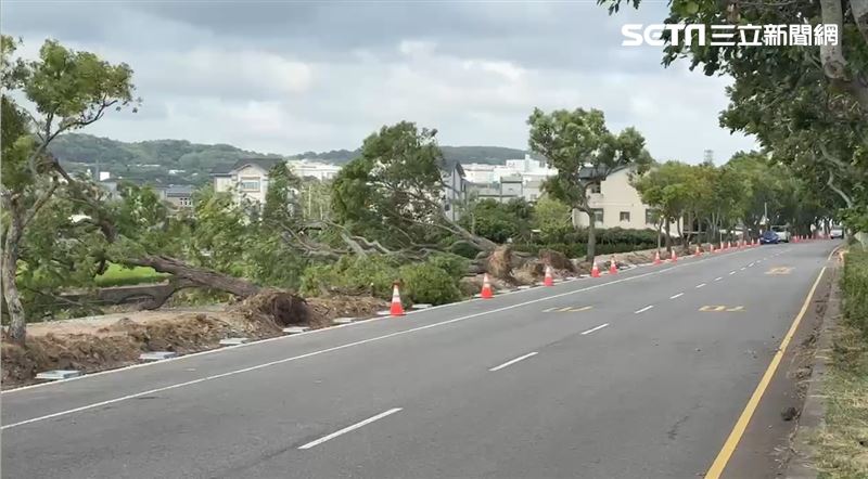 台灣新聞通訊社-颱風還沒來先傳災情！東北季風強「苗栗路樹倒一片」民眾：比山陀兒還大