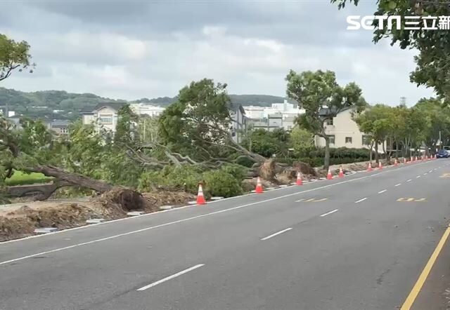 台灣新聞通訊社-颱風還沒來先傳災情！東北季風強「苗栗路樹倒一片」民眾：比山陀兒還大