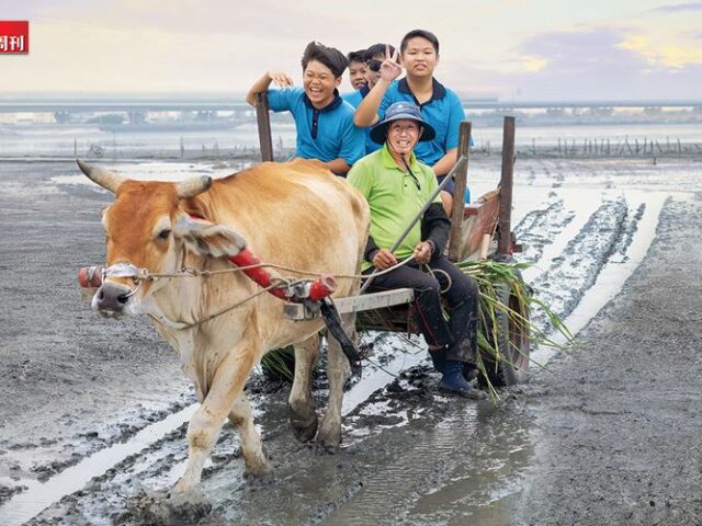 台灣新聞通訊社-孩子坐牛車上課體驗「海牛採蚵」！熱血公務員把彰化縣變一間大教室