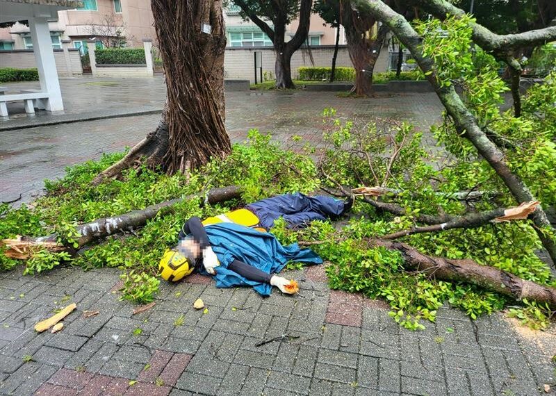 台灣新聞通訊社-超危險！強颱康芮風強雨驟　北市公務員慘遭路樹擊倒　驚悚畫面全曝光