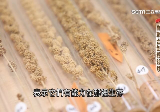 台灣新聞通訊社-新聞深一度／糧倉保衛戰！愛吃麵不愛食米　國產小麥戰略路