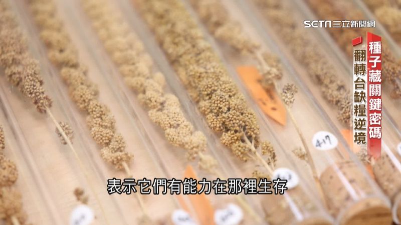 台灣新聞通訊社-新聞深一度／糧倉保衛戰！愛吃麵不愛食米　國產小麥戰略路