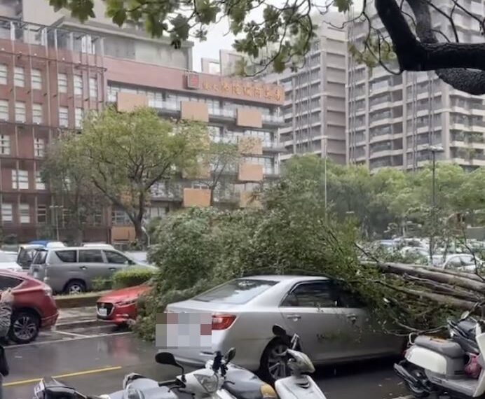 台灣新聞通訊社-康芮太猛烈！新北路樹倒塌壓轎車　消防車救援「也遭重壓」驚險場面曝