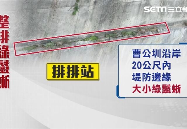 台灣新聞通訊社-獨家／綠鬣蜥大軍！曹公圳排排站「日光浴」　20公尺20隻