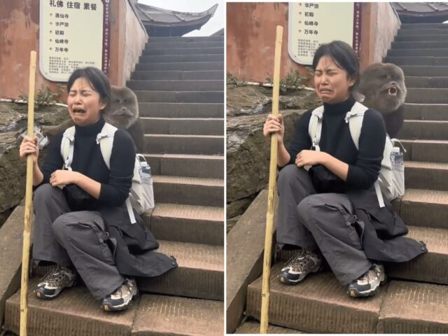 台灣新聞通訊社-嫩妹遊峨眉山　慘遭「山道猴子」硬上！她痛哭大罵：你好醜