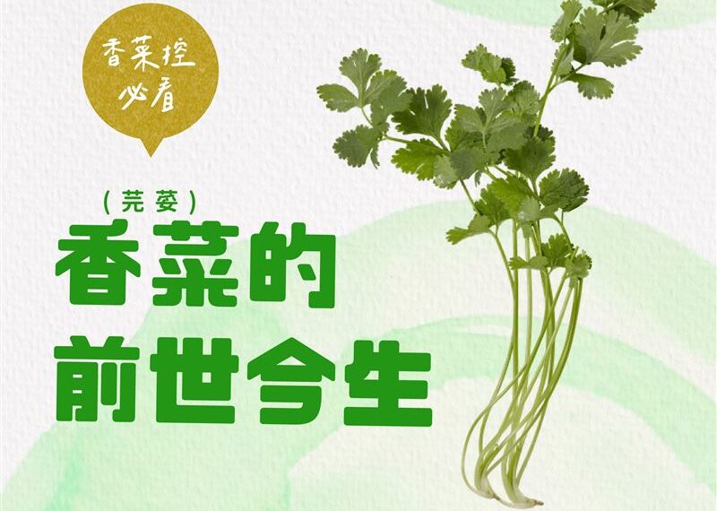 台灣新聞通訊社-農糧署揭香菜的歷史　引入台灣料理千變萬化