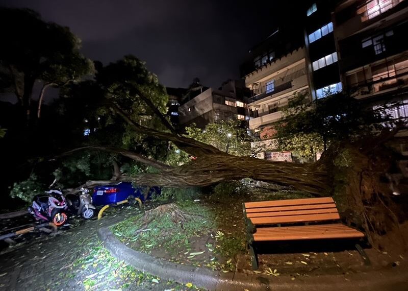 台灣新聞通訊社-內湖騎士「幫家人買晚餐」遇死劫！剛出門遭路樹壓亡　母親悲痛認屍