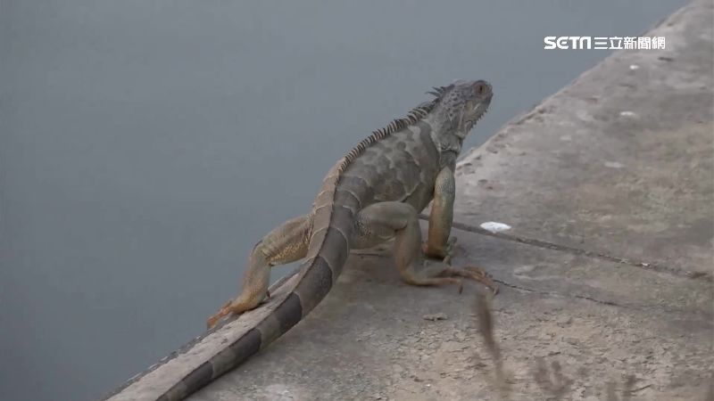 台灣新聞通訊社-雞有禽流感、豬有豬瘟　綠鬣蜥「氾濫又強壯」為何不吃？掀熱議