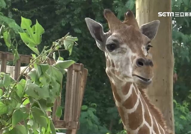 台灣新聞通訊社-跟進大象行列？專家籲：動物園「1常見動物」應列瀕危物種