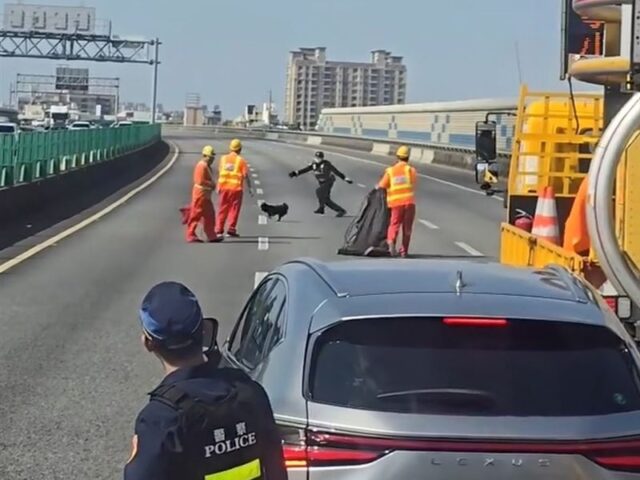 台灣新聞通訊社-柴柴被車禍嚇到的逃脫亂竄　竟把國道當遊樂場玩起