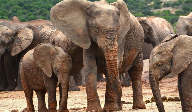 台灣新聞通訊社-華府動物園亞洲象卡馬拉安樂死亡　網諷：賀錦麗競選不祥之兆