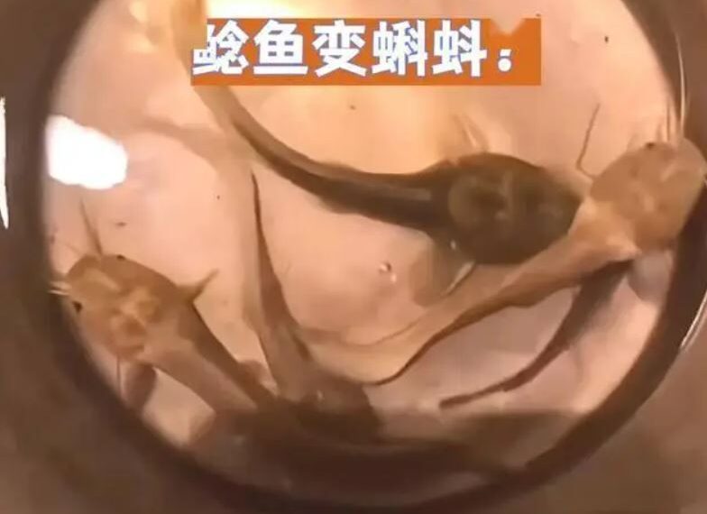 台灣新聞通訊社-男子忘記餵魚超過1年！幾條鯰魚餓得「不成魚形」　竟變身成…大頭蝌蚪