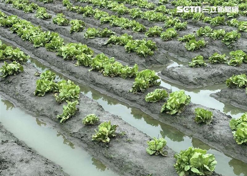 台灣新聞通訊社-獨家／康芮大雨夜襲中南部 專家點出這類蔬果年底價格釀漲