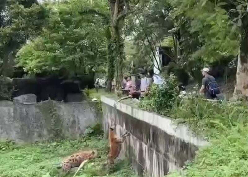 台灣新聞通訊社-木柵動物園刺青男跨欄「手賤挑釁鬣狗」玩命　園方氣炸喊告：依法究辦