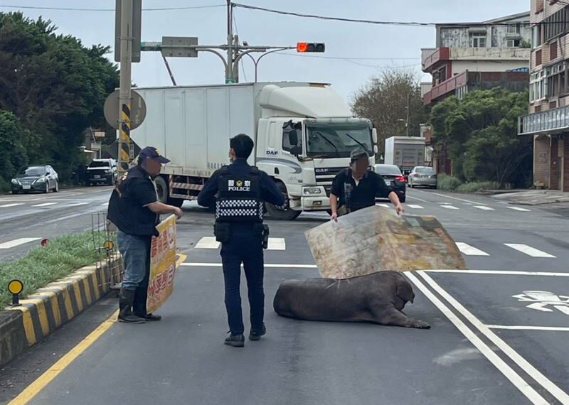 台灣新聞通訊社-逃不過命運！大黑豬「送屠宰場」半路跳車當「落跑豬」失主領回…命沒了