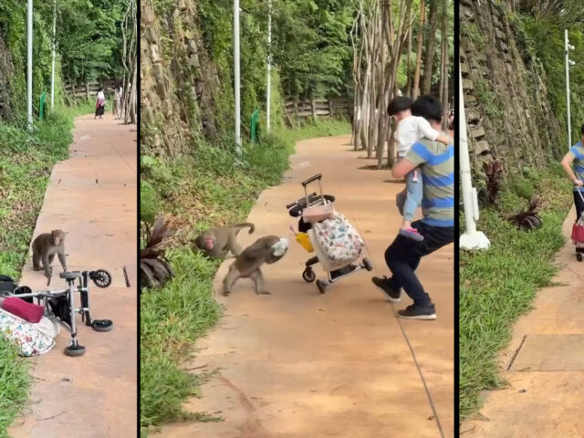 台灣新聞通訊社-壽山動物園獼猴洗劫嬰兒車嚇哭童 網友批高市府放任情況惡化