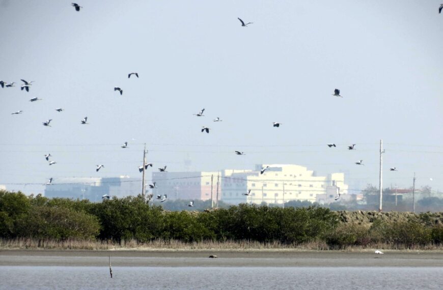 台灣新聞通訊社-高雄茄萣野鳥排遺檢出禽流感 防檢署籲業者警覺