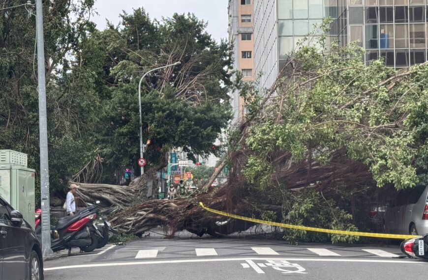 台灣新聞通訊社-北市南京東路四段樹倒 里長：已請市府移除