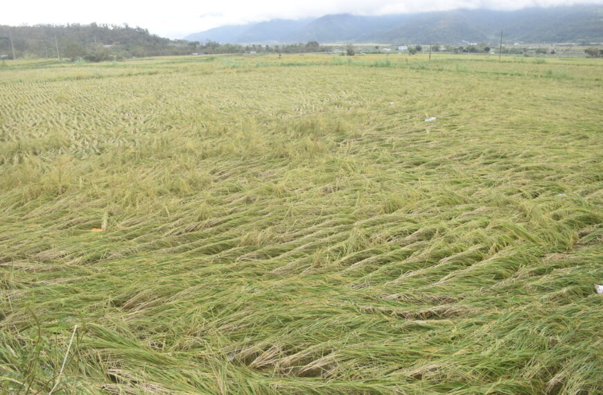 台灣新聞通訊社-颱風康芮農損近8億 水稻最傷、雲林最重