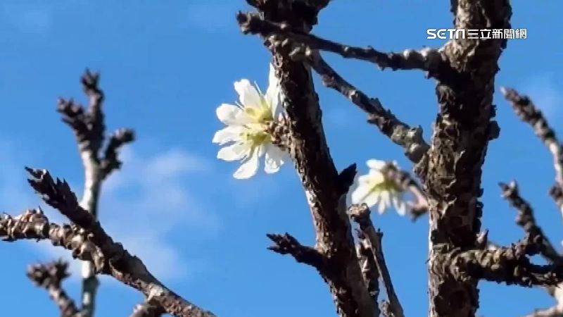 台灣新聞通訊社-南投信義鄉早梅搶開　台中福壽山楓紅變裝