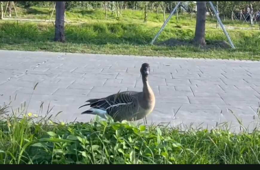 台灣新聞通訊社-稀有「凍原豆雁」台東海濱公園現蹤 鳥友驚喜又擔心