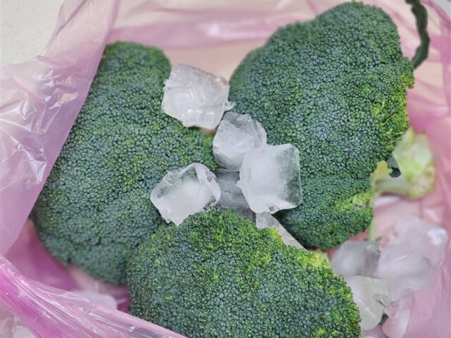 台灣新聞通訊社-不再變黃了！花椰菜「加1物」密封放冷藏「保鮮7天」像剛買　實測結果曝