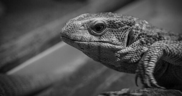 台灣新聞通訊社-泰女棄嬰藏屋下！遭巨蜥拖出啃屍　19歲生母辯稱「不知懷孕」