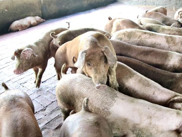 台灣新聞通訊社-歐盟最大豬肉產國西班牙出現非洲豬瘟　31年來首見