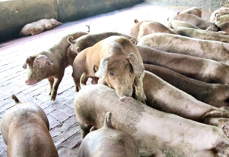 台灣新聞通訊社-歐盟最大豬肉產國西班牙出現非洲豬瘟　31年來首見