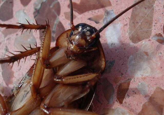 台灣新聞通訊社-比賽生吞活昆蟲！32歲男吞「10cm蟑螂」屍體卡呼吸道　下秒倒地爆吐亡