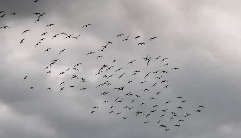 台灣新聞通訊社-鸕鶿又來基隆河過冬!李四川談河川治理:訂10年目標讓大佳段也可游泳