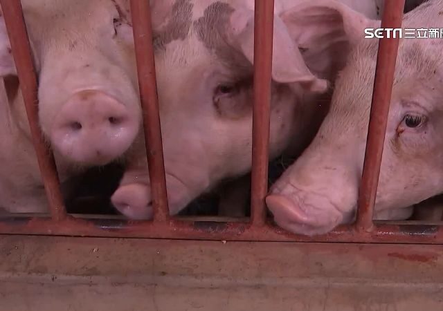台灣新聞通訊社-西班牙爆非洲豬瘟！台灣今起禁進口　違者最高關7年、罰300萬