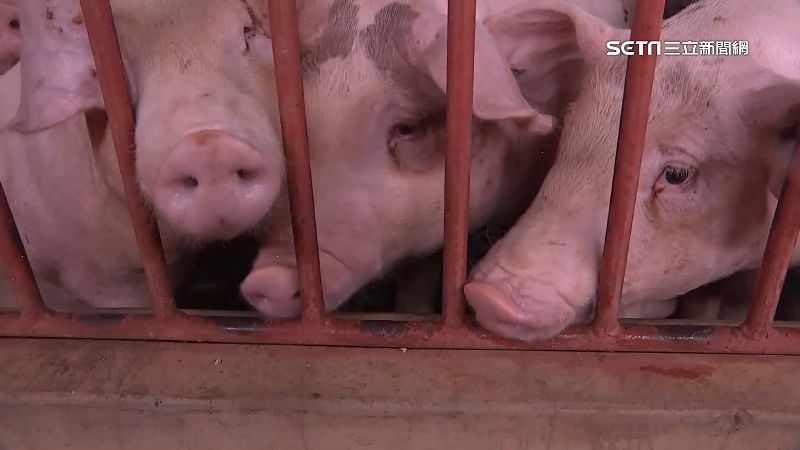 台灣新聞通訊社-西班牙爆非洲豬瘟!台灣今起禁進口 違者最高關7年、罰300萬
