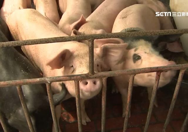 台灣新聞通訊社-出現30年首例非洲豬瘟！英國宣布：暫停進口西班牙豬肉