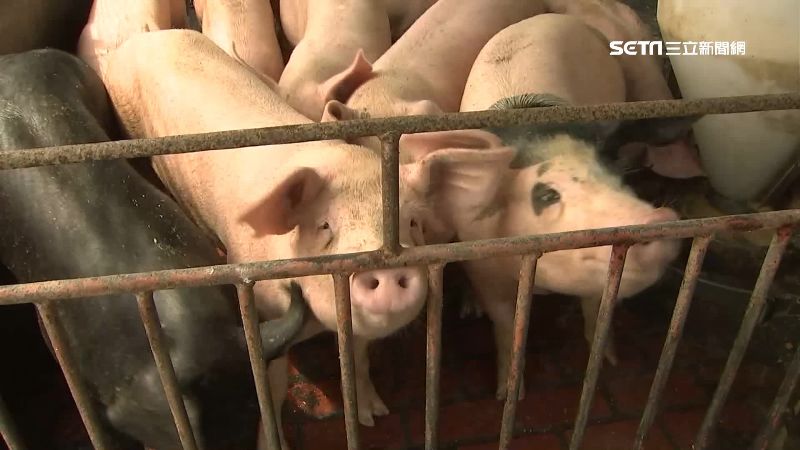 台灣新聞通訊社-出現30年首例非洲豬瘟！英國宣布：暫停進口西班牙豬肉