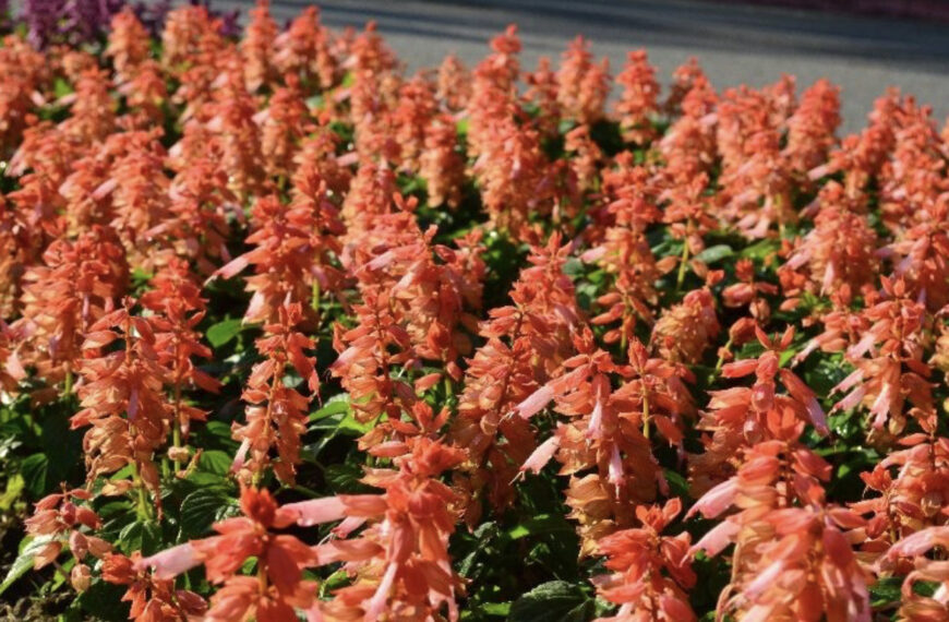 台灣新聞通訊社-一串紅、粉萼鼠尾草交織 北市仁愛路秋冬增艷