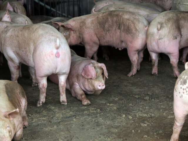 台灣新聞通訊社-西班牙爆非洲豬瘟  應變中心籲勿寄豬肉產品來台