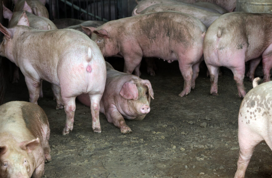 台灣新聞通訊社-西班牙爆非洲豬瘟 應變中心籲勿寄豬肉產品來台