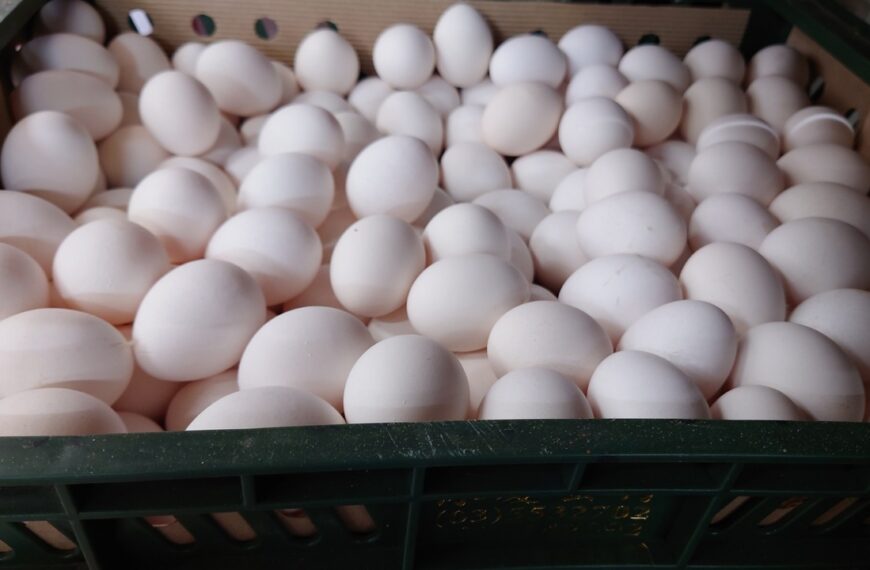 台灣新聞通訊社-食安風暴帶動非籠飼蛋需求 蛋農盼靠品牌突圍