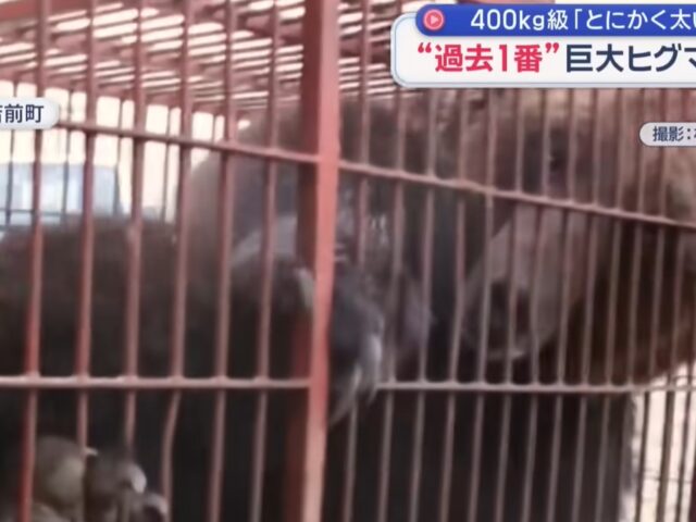 台灣新聞通訊社-影/北海道捕獲400公斤巨熊曝光！獵友會驚呼「沒看過這麼大隻」