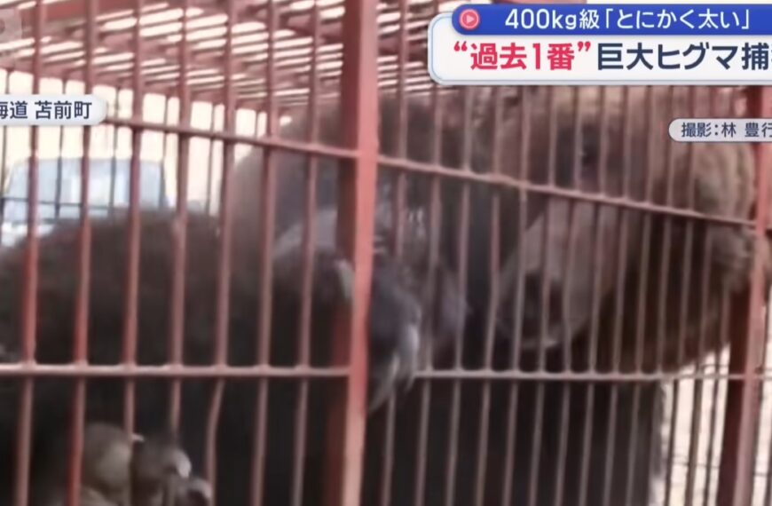 台灣新聞通訊社-影/北海道捕獲400公斤巨熊曝光!獵友會驚呼「沒看過這麼大隻」