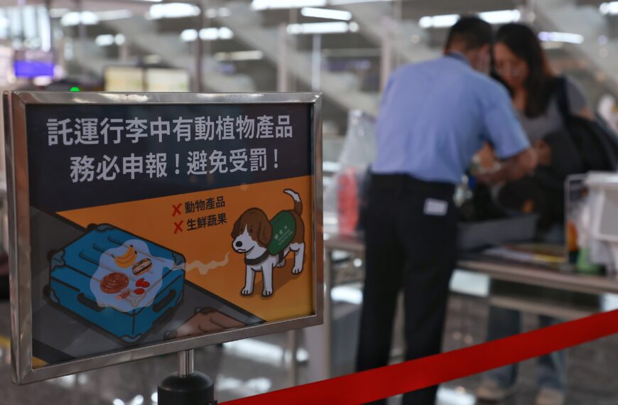 台灣新聞通訊社-吃不到伊比利豬！ 西班牙爆非洲豬瘟　農業部：違規帶豬產品將重罰