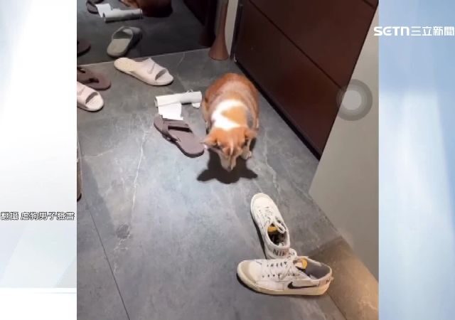 台灣新聞通訊社-獨家／虐打柯基飼主現「聲」　四點聲明致歉：已深刻反省