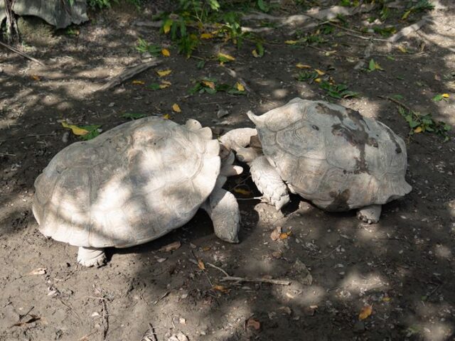 台灣新聞通訊社-好心「勸架」惹毛牠！蘇卡達象龜怒瞪保育員搞笑畫面曝