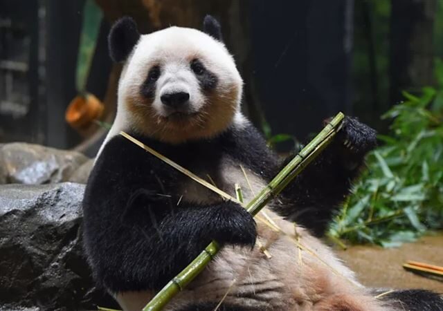 台灣新聞通訊社-活生生的動物不該是外交籌碼！　日藝人：受夠了為貓熊向中國低頭