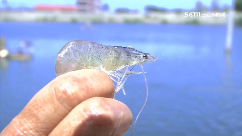 台灣新聞通訊社-感嘆痛失台灣!宏都拉斯媒體秀數據狠酸「中國蝦扯」