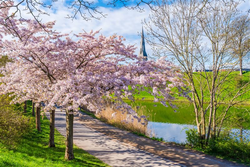 台灣新聞通訊社-出國賞櫻熱潮！盤點北半球四大絕美花季　巴黎迪士尼冰雪奇緣世界搶先看