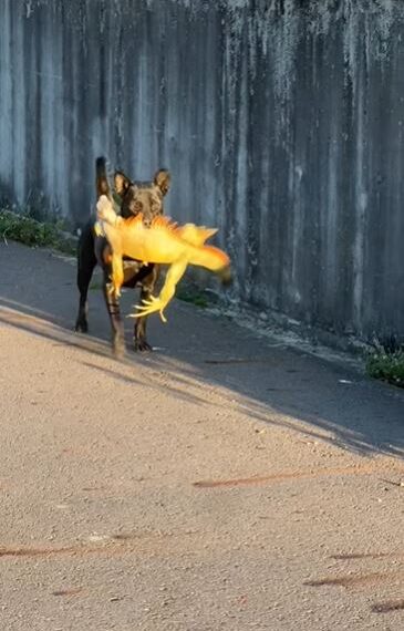 台灣新聞通訊社-「獵龍黑狗」大戰綠鬣蜥　10秒內就解決！牠叼著戰利品飛奔