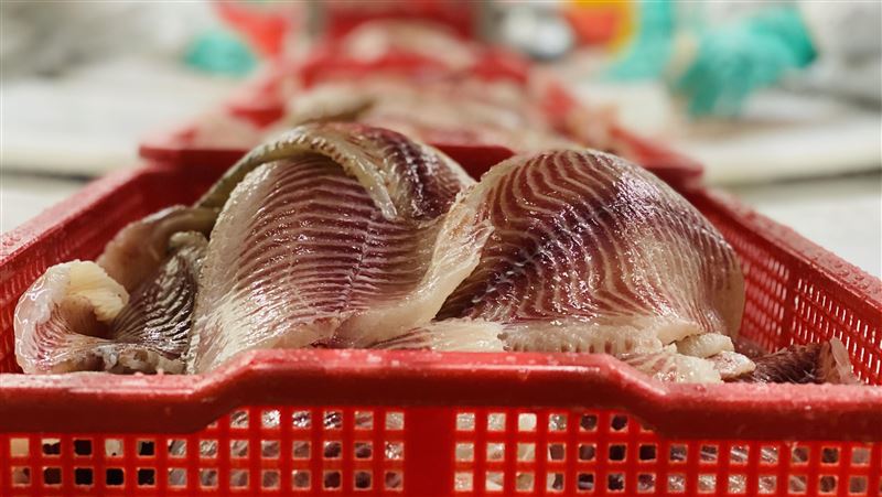 台灣新聞通訊社-快訊/全聯「鯛魚排」檢出動物用藥 高雄衛生局:4080包已賣出…產地曝